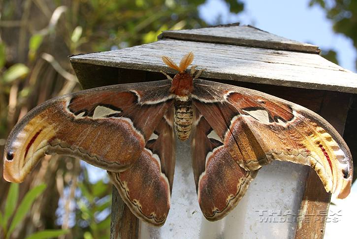 Atlas Moth (Atlas attacus)
