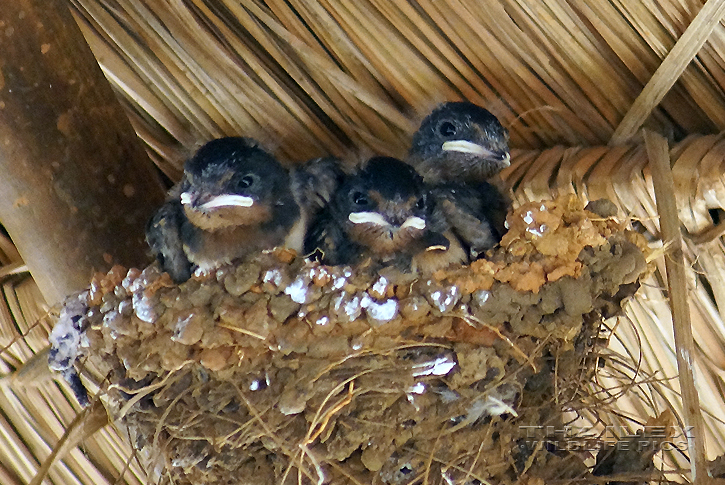 Barn Swallow (Hirundo rustica gutturalis)