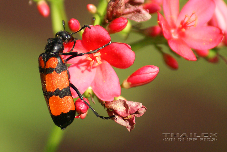 Blister Beetle (Mylabris pustulata)