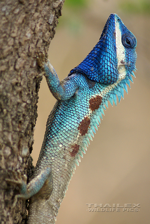 Blue Crested Lizard (Calotes mystaceus)