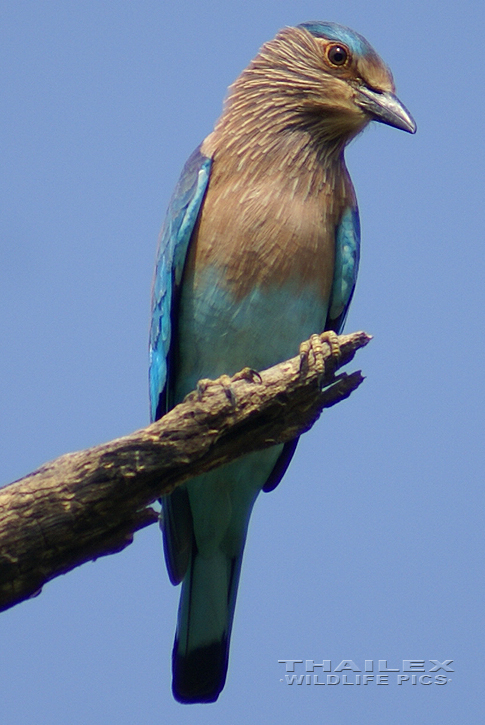 Blue Jay (Coracias benghalensis)