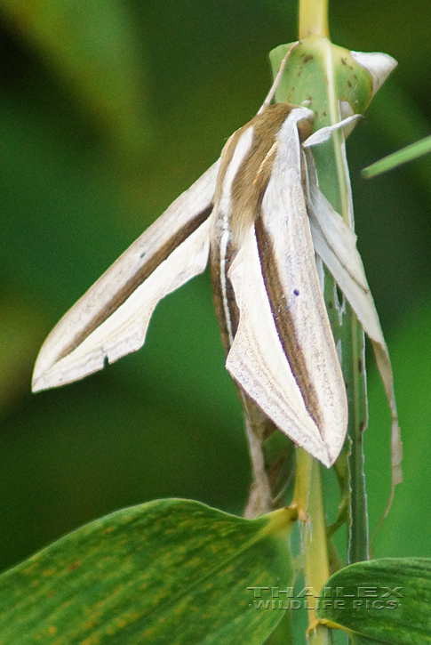 Brown-banded Hunter Hawk-moth (Theretra silhetensis)