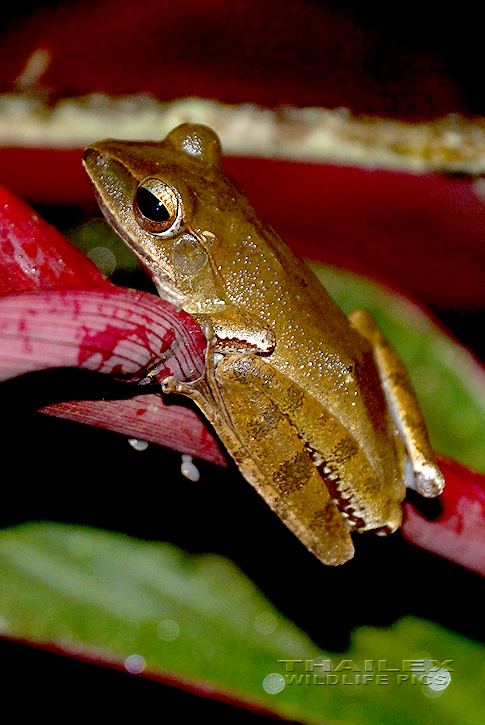 Common Tree Frog (Polypedates leucomystax)