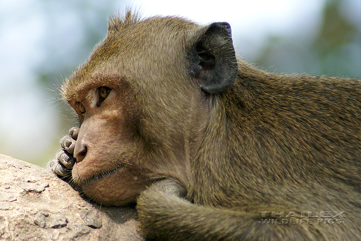 Crab-eating Macaque (Macaca irus)