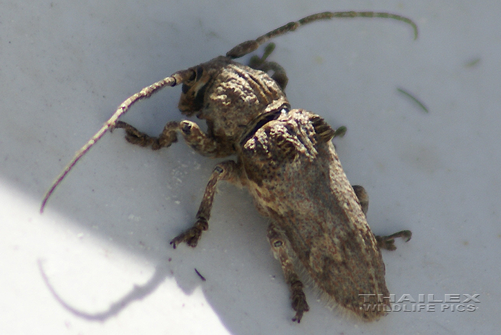 Crossotus Beetle (Crossotus subocellatus)