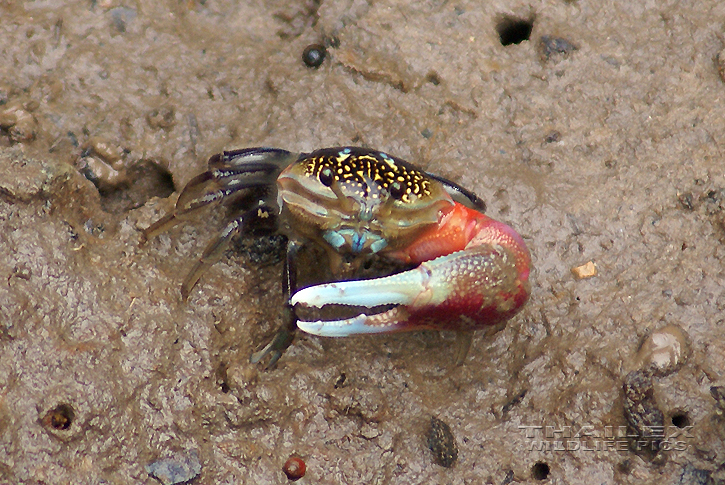 Fiddler Crab (Uca sp.)