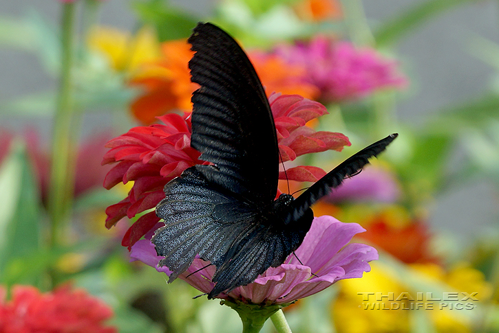 Great Mormon (Papilio memnon)