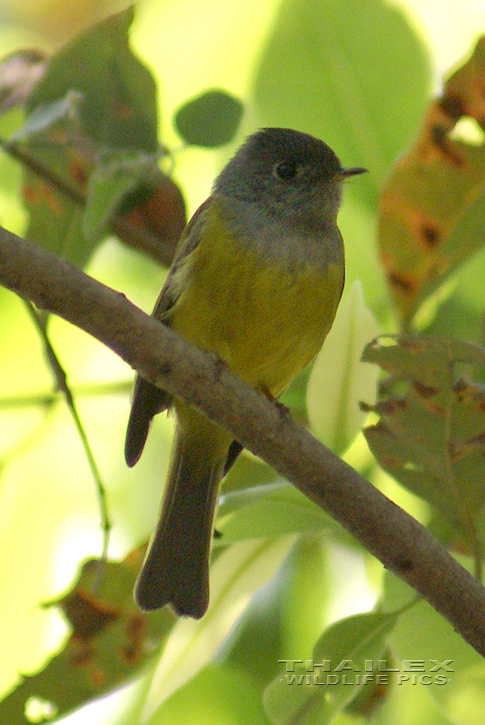 Grey-headed Canary-flycatcher (Culicicapa ceylonensis)