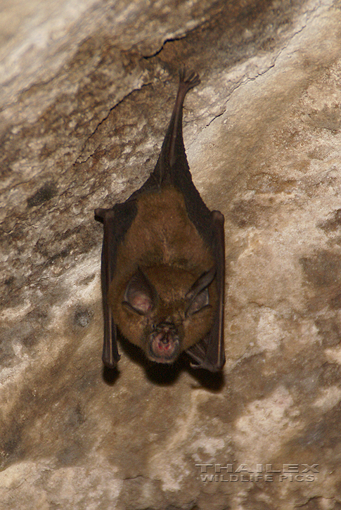 Horseshoe Bat (Rhinolophus sp.)