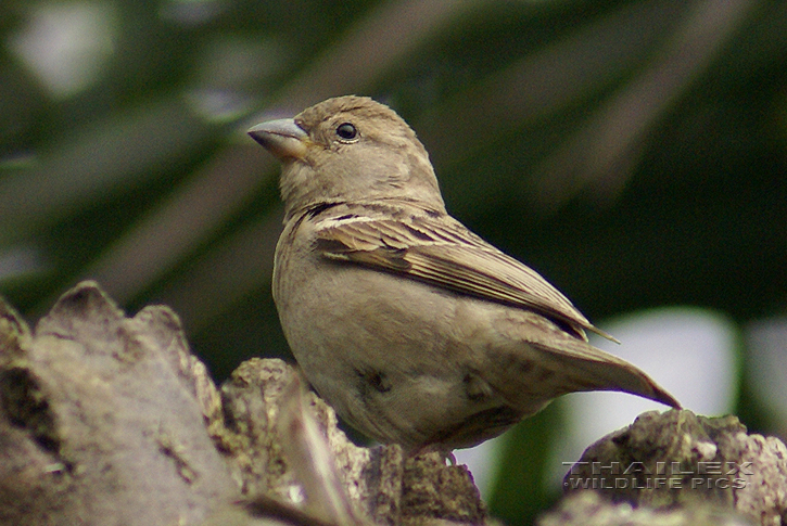 House Sparrow (Passer domesticus indicus)