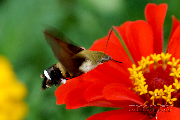 Hummingbird Hawk Moth (Macroglossum stellatarum)