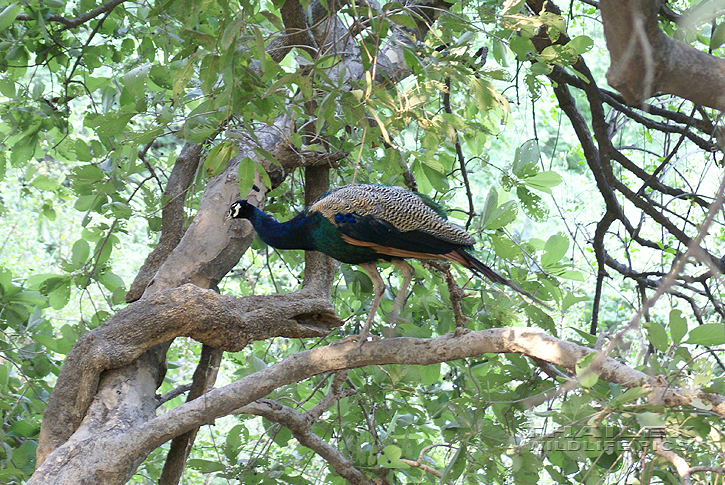 Indian Blue Peafowl (Argusianus argus)
