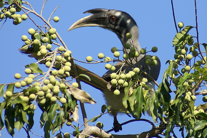 Indian Grey Hornbill (Ocyceros birostris)