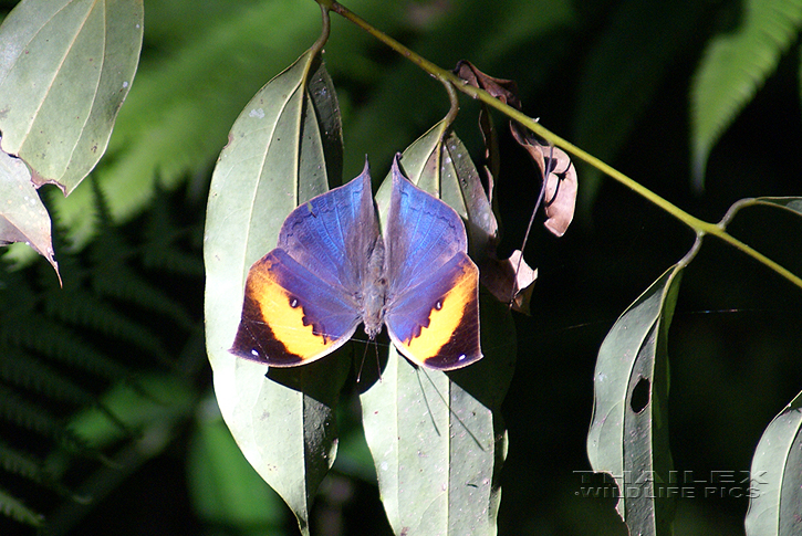 Indian Leaf Butterfly (Kallima inachus)