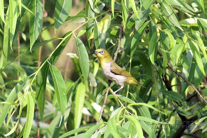 Japanese White-eye (Zosterops japonica)
