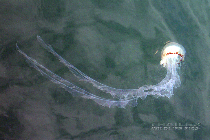 Jellyfish (Scyphozoa sp.)