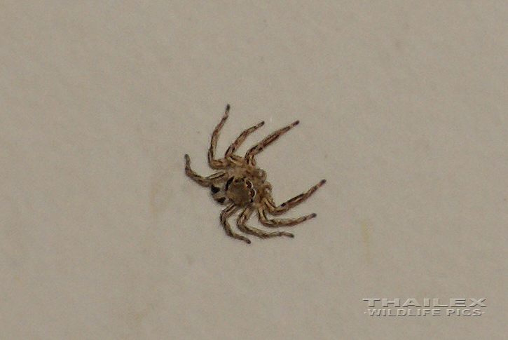 Jumping Spider (Salticidae sp.)