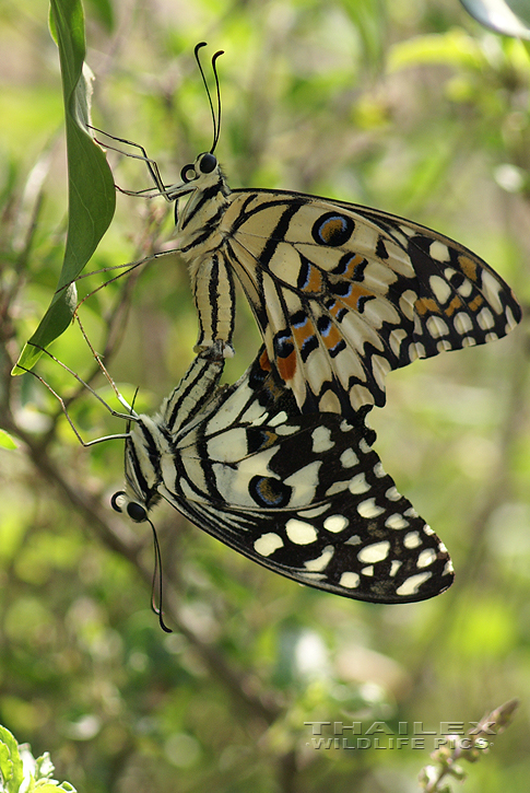 Lime Swallowtail (Papilio demoleus)