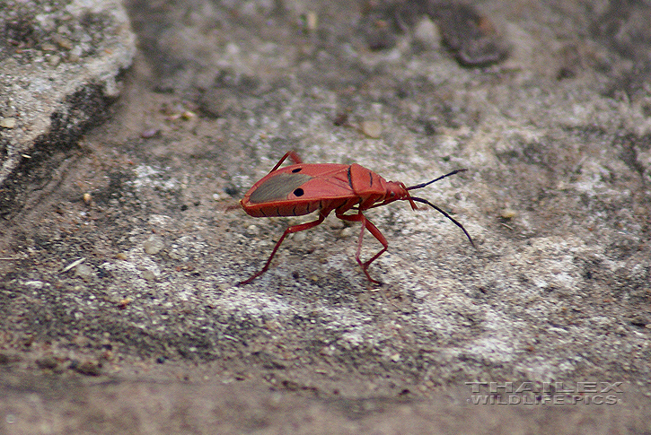 Long-bodied Bug (Lohita grandis)