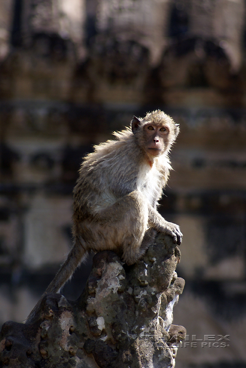 Long-tailed Macaque (Macaca irus)