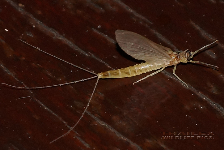 Mayfly (Ephemeroptera sp.)