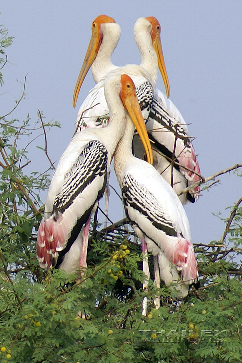 Painted Stork (Tantalus leucocephalus)