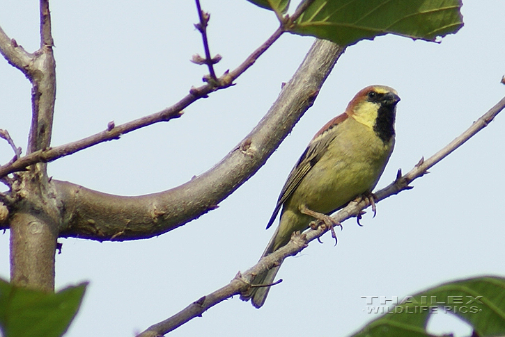 Plain-backed Sparrow (Passer flaveolus)
