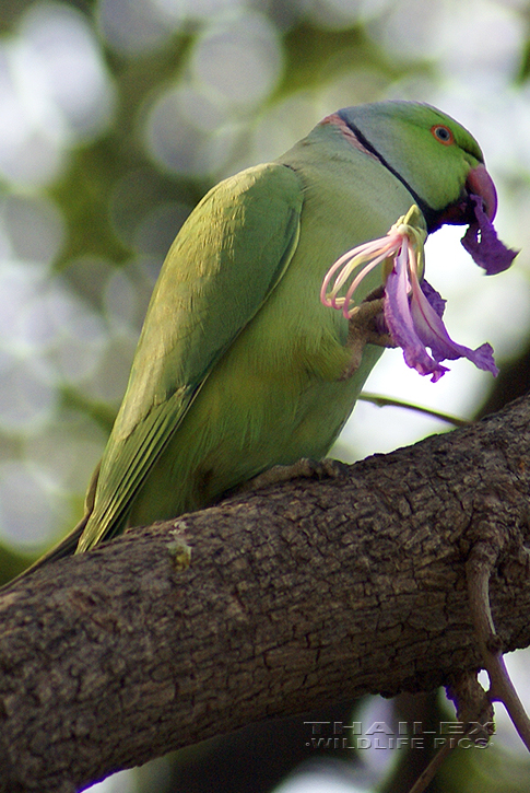 Ring-necked Parakeet (Psittacula krameri)