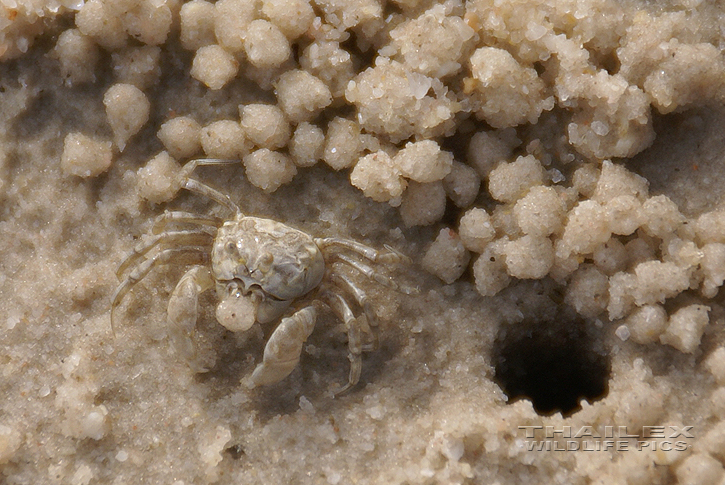 Sand Bubbler Crab (Scopimera inflata)