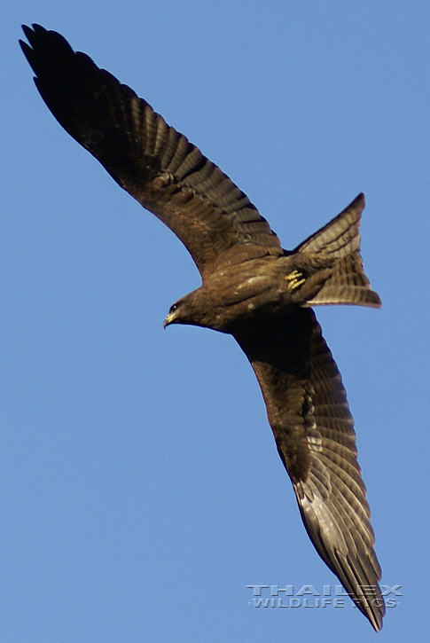 Small Indian Kite (Milvus migrans govinda)