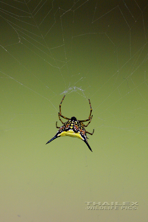 Spiny-backed Spider (Gasteracantha kuhlii)