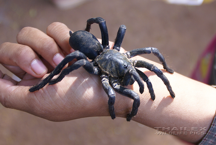 Thai Black Tarantula (Haplopelma minax)