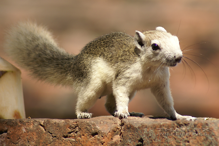 Variable Squirrel (Callosciurus finlaysoni)