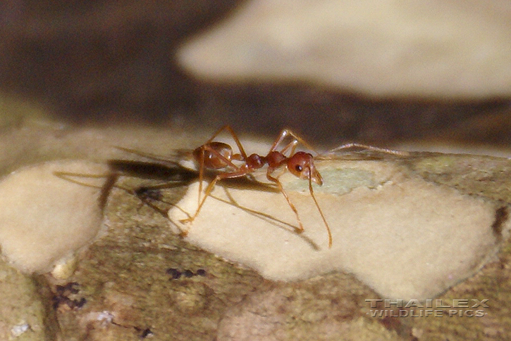 Weaver Ant (Oecophylla smaragdina)