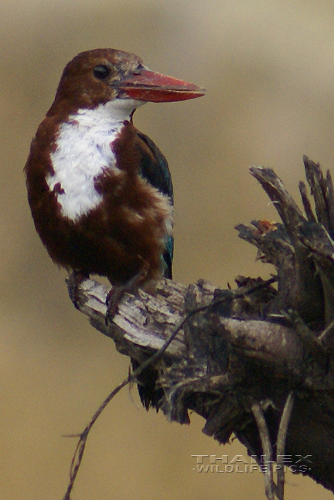 White-breasted Kingfisher (Halcyon smyrnensis)