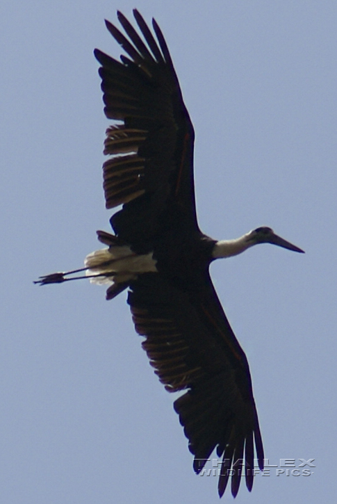 Woolly-necked Stork (Ciconia episcopus)