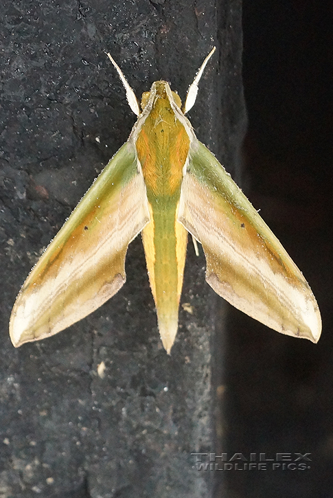 Yam Hawk-moth (Theretra nessus)