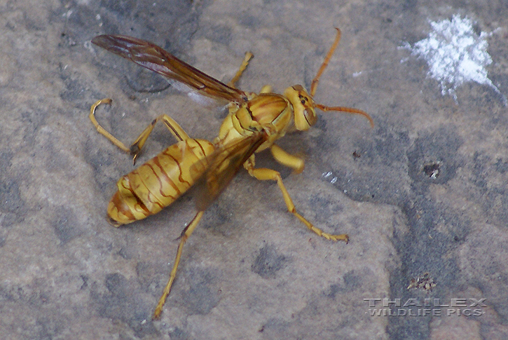 Yellow Paper Wasp (Polistes olivaceus)